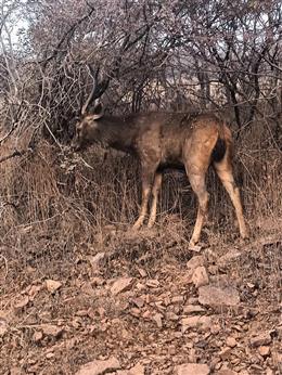 Wild Life Protection and Environmental Studies