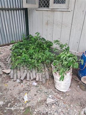 Tree plantation program