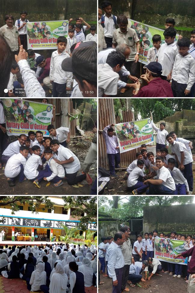 Tree Plantation