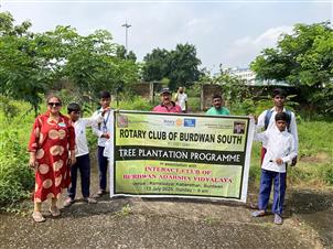 TREE PLANTATION