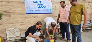 TREE PLANTATION