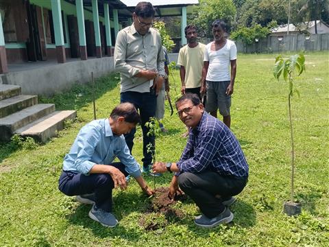 Tree plantation