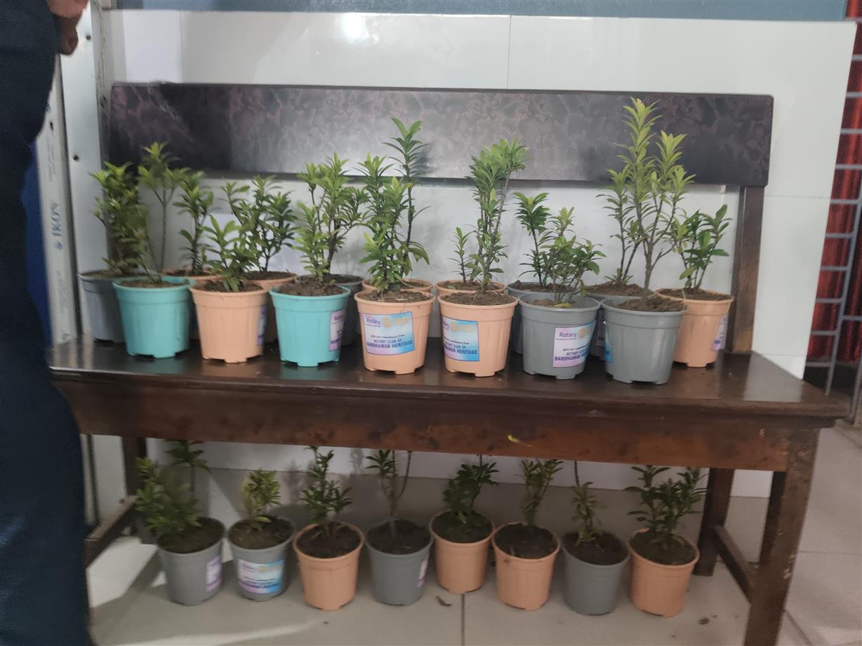 Sapling Distribution