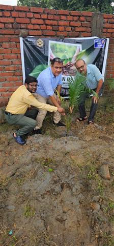 TREE PLANTATION PROJECT