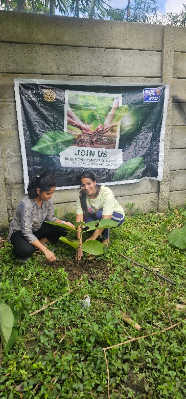 TREE PLANTATION 