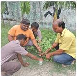 Plantation across RCC