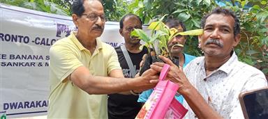 Tree Sapling Distribution