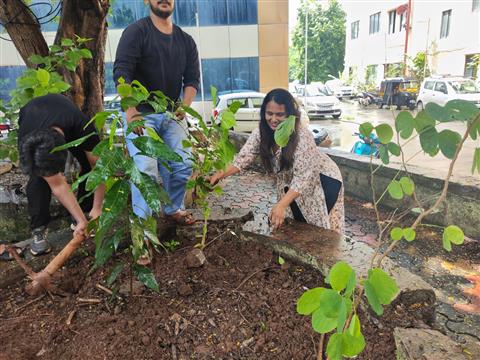 Tree plantation