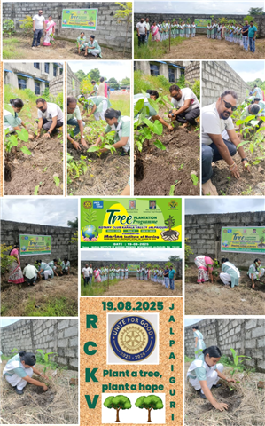 Tree Plantation