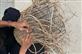 Basket making, weaving material, donation
