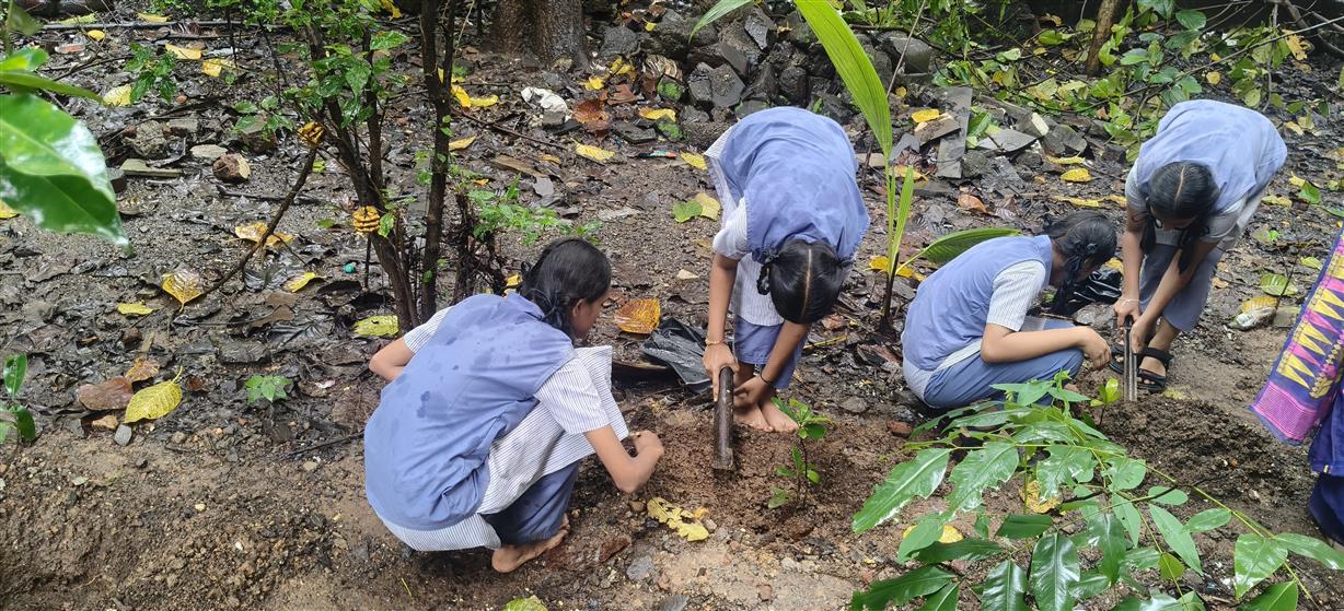 Monsoon Tree plantation phase 1 activity 1*
