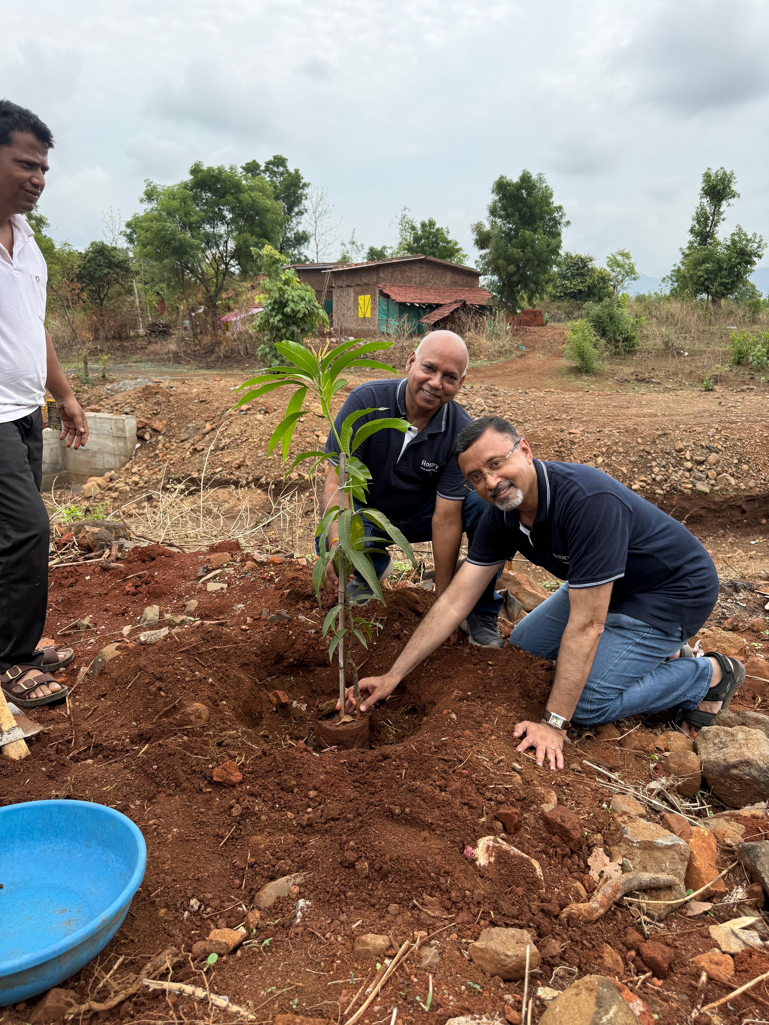 Tree Plantation