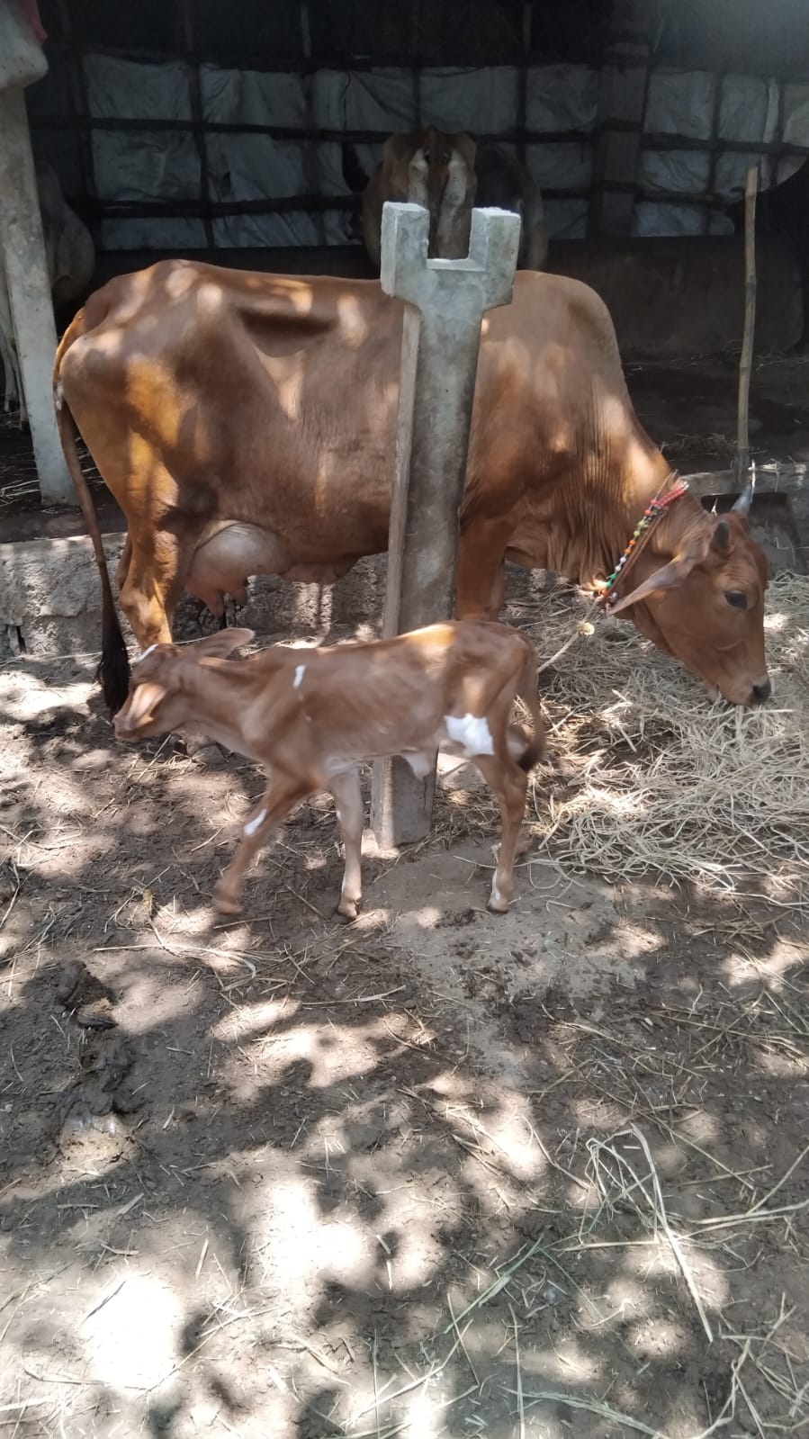 Project Kamadhenu