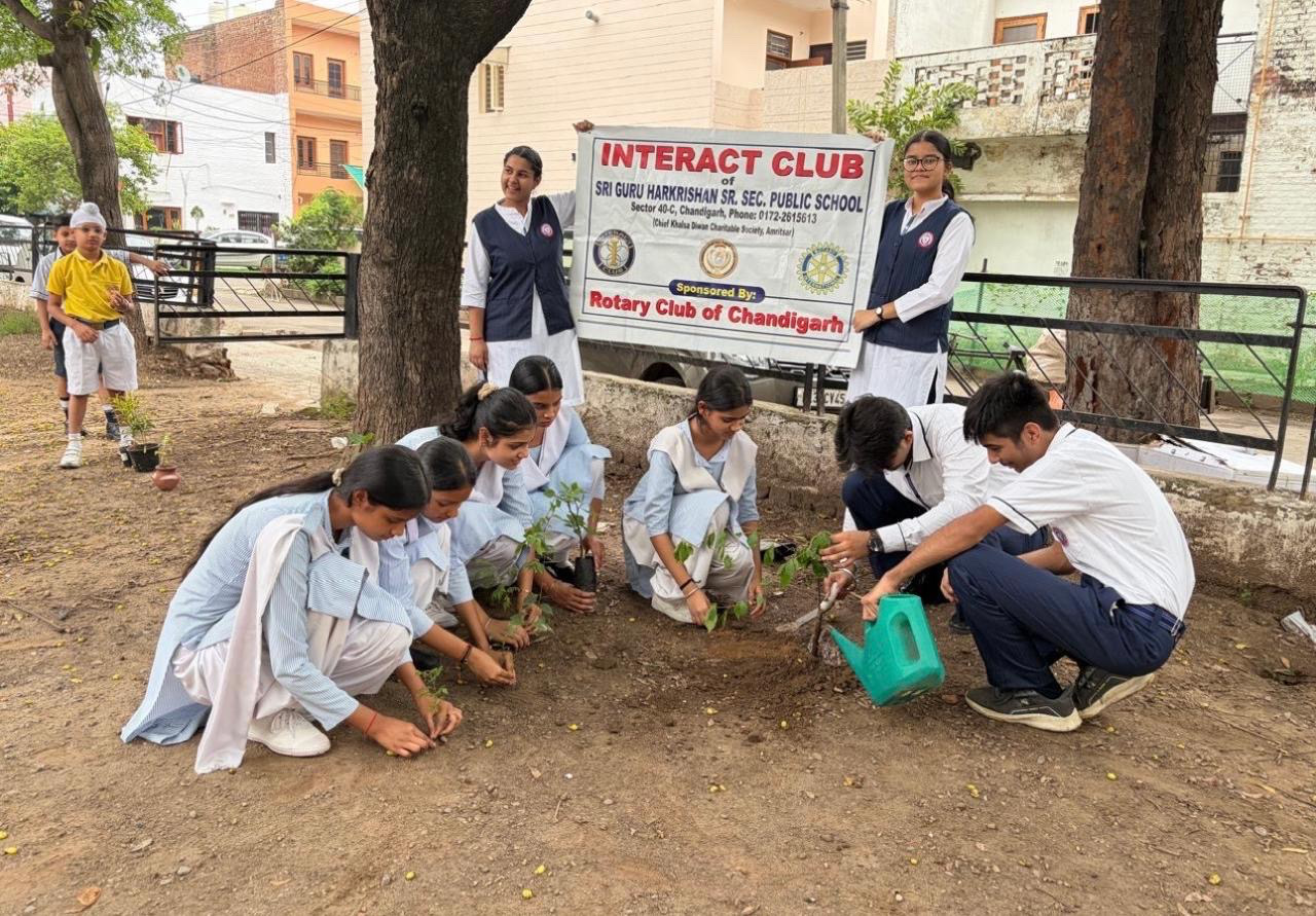 Tree Plantation