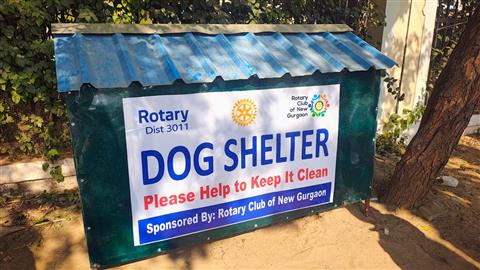 A Shelter of Love for the Forgotten Paws