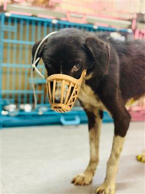 RAW - Donation to support dog treatment