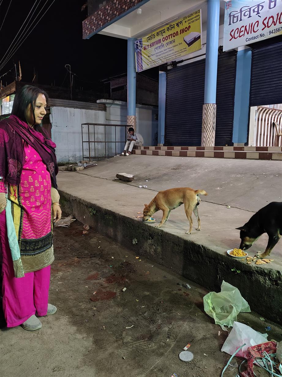 Street Dog Feeding Program