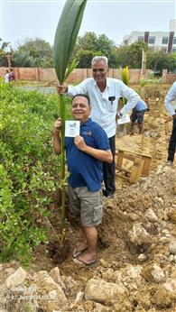 Tree Plantation