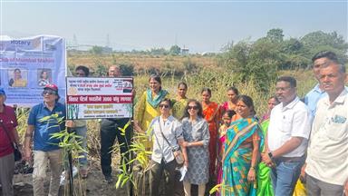 Bamboo Plantation - 3000 Trees Khanivali Village